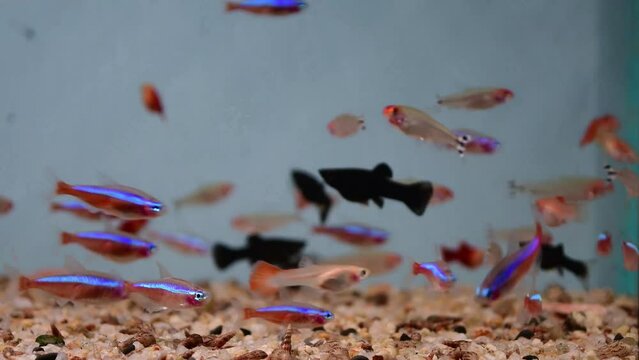 Neon Tetra Paracheirodon innesi, black molly, guppy swimming in freshwater tropical aquarium.
