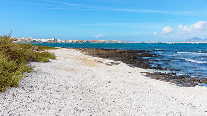 Beach covered with dried sea algae in Corralejo on Fuerteventura