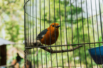 A red tropical bird in a cage against a green forest background.
