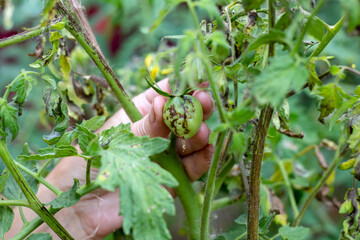 A gardener examines a sick tomato bush with withered leaves and spoiled fruits. Prevention of diseases of vegetable crops