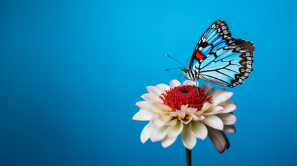 close up view of beautiful butterfly on flower