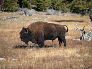Yellowstone Bison
