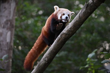 View of a red panda climbing a tree