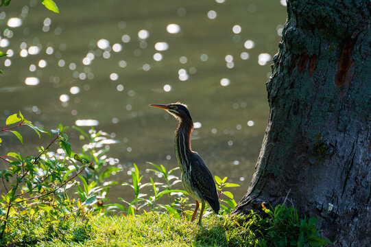 Inquisitive Green Heron butorides virescens on a river embankment