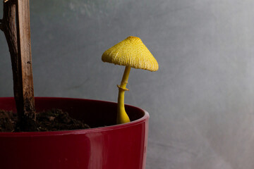 Close-up of a mature Leucocoprinus birnbaumii (Flower Pot Parasol) mushroom with na open cap.