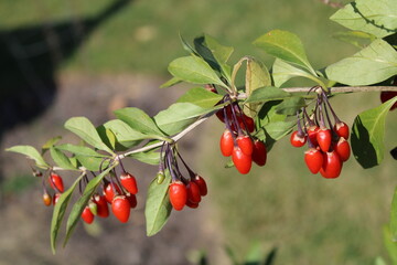 Pretty red berries 