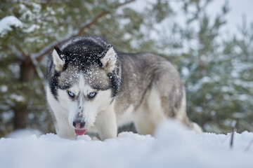portrait of a beautiful Husky dog in the snow in winter, dog in the snow in winter