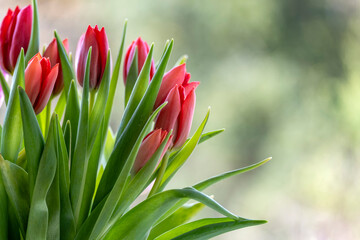 red tulips in spring - 669293428