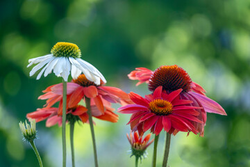 red and yellow echinacea flowers - 669293637