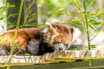 カルガリー動物園 レッサーパンダ