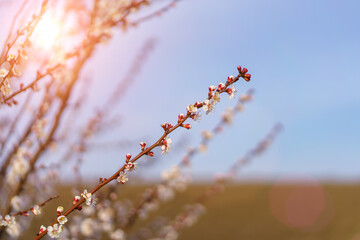 Twigs of flowering fruit trees with selective focus, toned. Spring background with copy space
