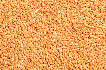 Wheat grain background. Concept of grain deal and world food security. Texture