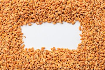 Abstract background like copy space surrounded by grains of wheat. Concept of grain deal and world...