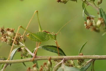 Closeup on a male green speckled bush cricket, Leptophyes punctatissima in the vegeation