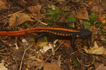 Closeup on a colorful but endangered adult Tiannan Crocodile Newt, Tylototriton yangi sitting on the ground