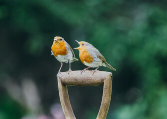 Two Robins
