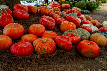 Autumn Scene With Pumpkins Gourds For The Upcoming Fall Festival