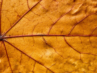 surface of an autumn maple leaf in the light, anatomy, biological structure of a tree leaf