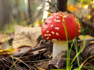 fly agaric mushroom, poisonous toxic mushroom, inedible hallucinogenic, on forest background