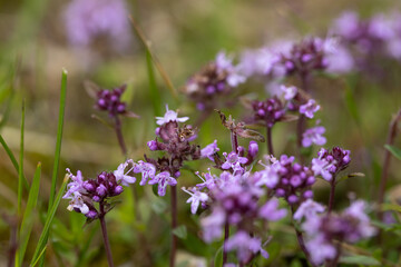 Thymus Flowers in Nature - Slovenia