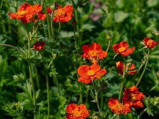 Blooming flowers of an ornamental meadow plant on a bright warm sunny day