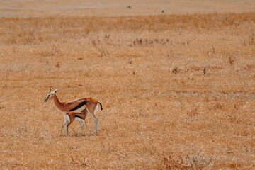 impala in the savannah
