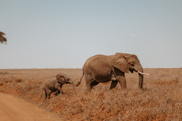 elephants in the savannah