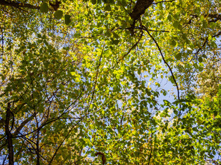 Trees in the forest view from below against the sky forest