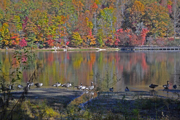 autumn landscape with lake and Canadian geese