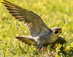 Peregrine falcon with wing detail takes its prey