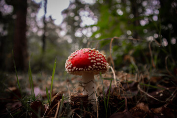 fly agaric mushroom