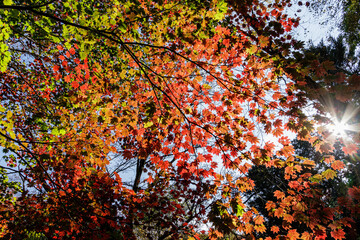 木漏れ日で光り輝く紅葉樹