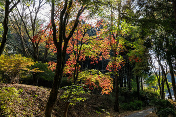 木漏れ日で光り輝く紅葉樹