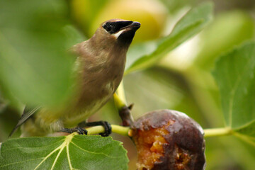 Fototapeta premium Waxwing Fig Branch 02
