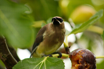 Waxwing Fig Branch 06
