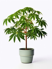 Schefflera (Umbrella Plant) Studio Shot Isolated on Clear Background, Generative AI