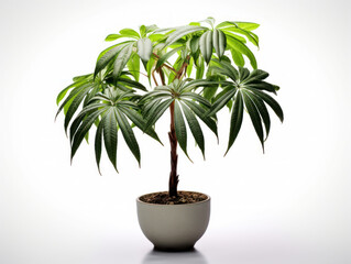 Obraz premium Schefflera (Umbrella Plant) Studio Shot Isolated on Clear Background, Generative AI