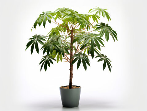 Schefflera (Umbrella Plant) Studio Shot Isolated on Clear Background, Generative AI