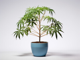 Obraz premium Schefflera (Umbrella Plant) Studio Shot Isolated on Clear Background, Generative AI
