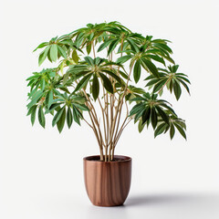 Obraz premium Schefflera (Umbrella Plant) Studio Shot Isolated on Clear Background, Generative AI