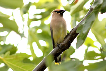 Cedar Waxwing on Tree Branch 06