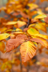 American beech tree fall foliage from Massachusetts 