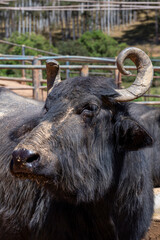 dairy water buffalo cow on corral. Minas Gerais, Brazil