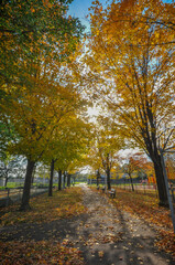 Fototapeta premium Arbre automne soleil vertical