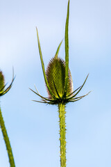 teasel popular with birds