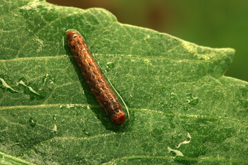 Waterdrop Caterpillar 03