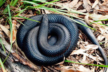 Red bellied black snake from Australia