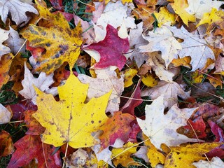 Fallen Autumn Leaves on Grass