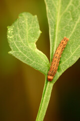 Dahlia Leaf Caterpillar 04
