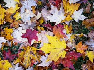 Fallen Autumn Leaves on Grass